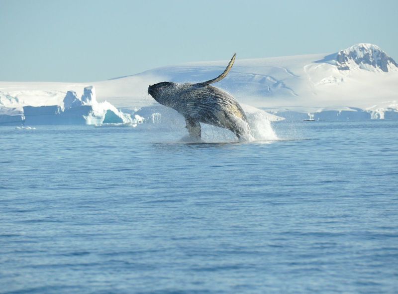 Groepsreis Antarctica
