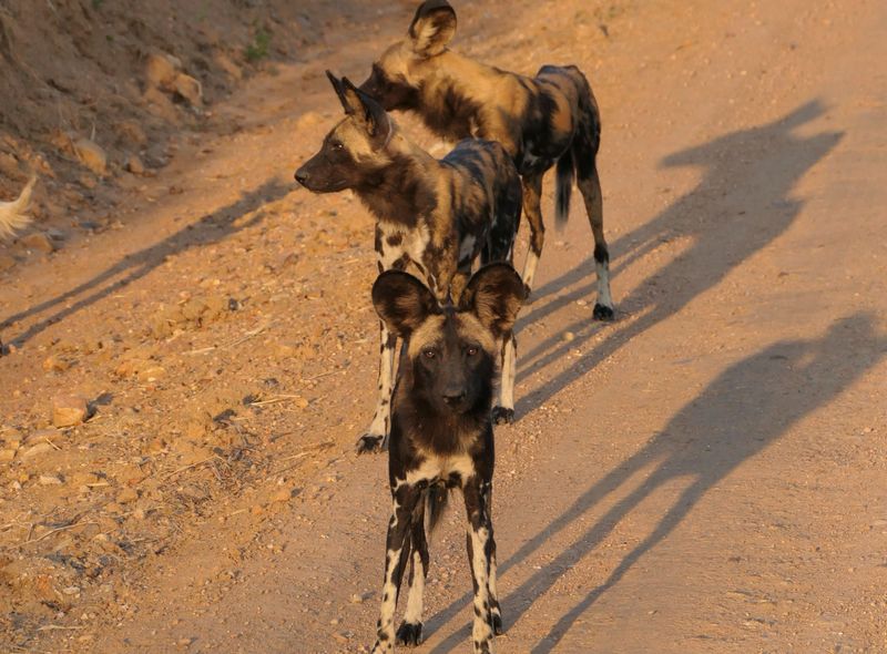 Tanzania - Ruaha National park - Wild dogs