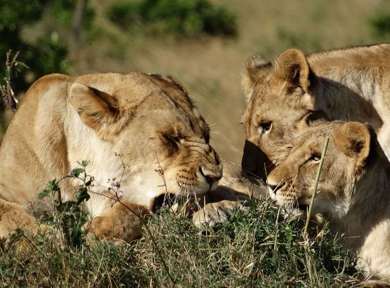 Groepsreis Kenia safari in Masaai Mara
