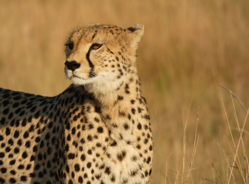 Groepsreis Kenia Maasai Mara cheetah of jachtluipaard