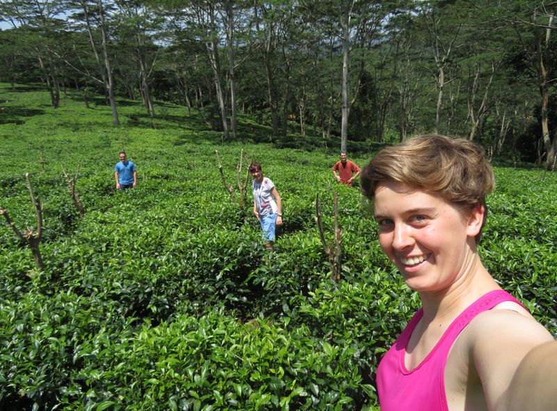 Groepsreis Sri Lanka wandelen doorheen theevelden