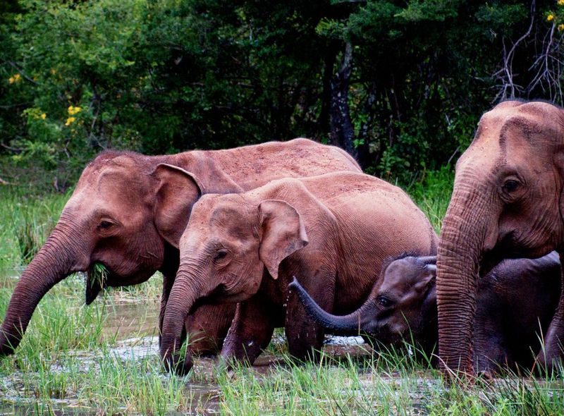 Groepsreis Sri Lanka Minneriya olifanten safari
