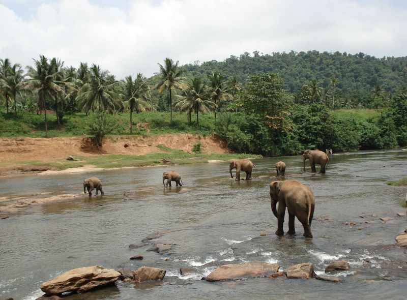 Sri Lanka olifanten spotten