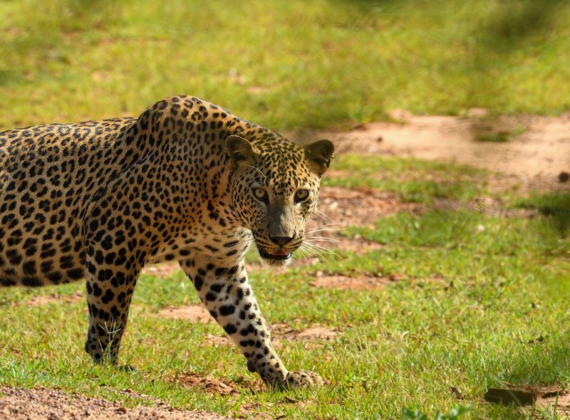 Yala National Park Sri Lanka rondreis safari
