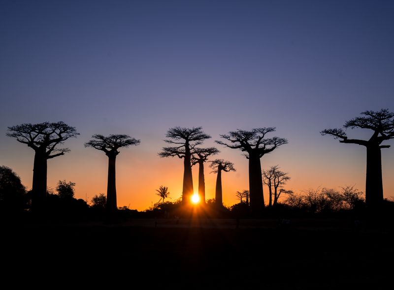 Groepsreis Madagascar Allée des Baobabs Morondava