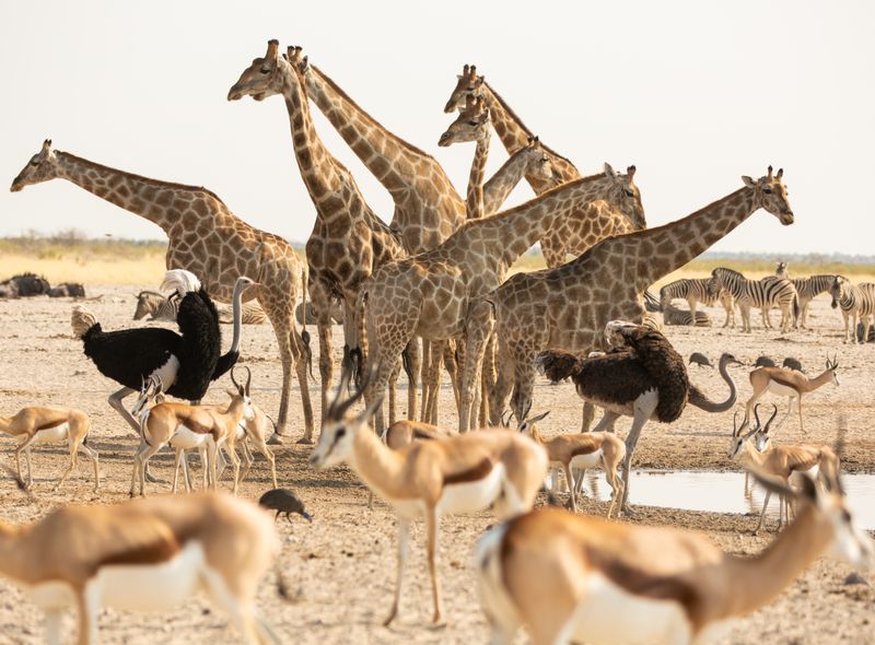Groepsreis Namibië safari in Etosha