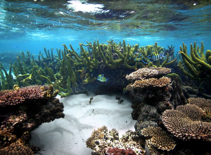 Coral Bay - Ningaloo Reef