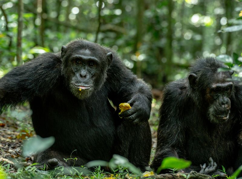 Chimpansees - LTT