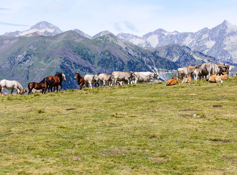 Koeien en paarden met bergtoppen op de achtergrond