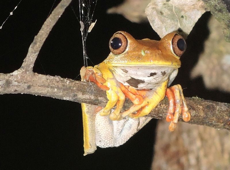 Wildlife Puerto Maldonado Inotawa Lodge Peru junge