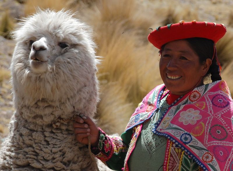 Alpaca Peru