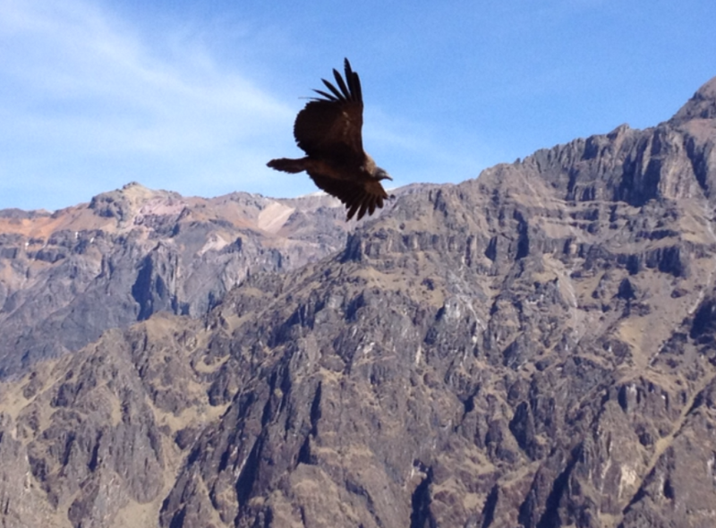 Condor in Colca Canyon