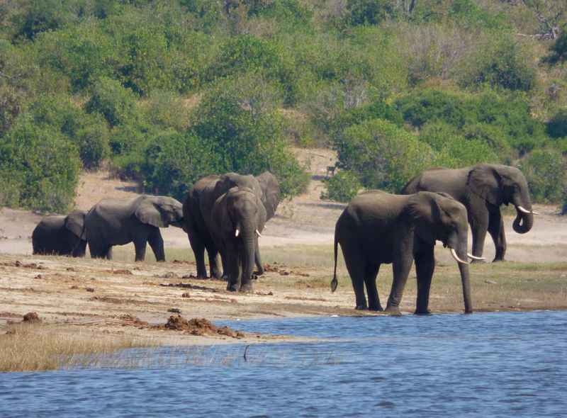 Chobe River Leen Leemans