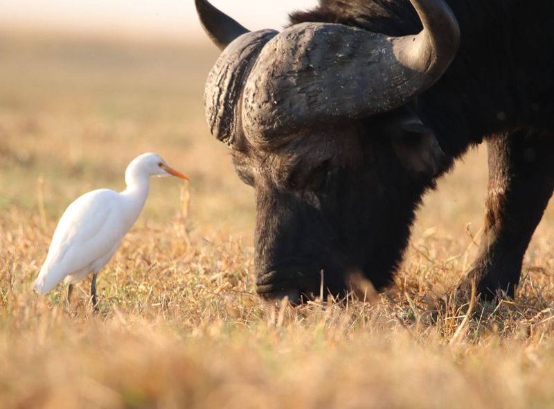 Chobe NP