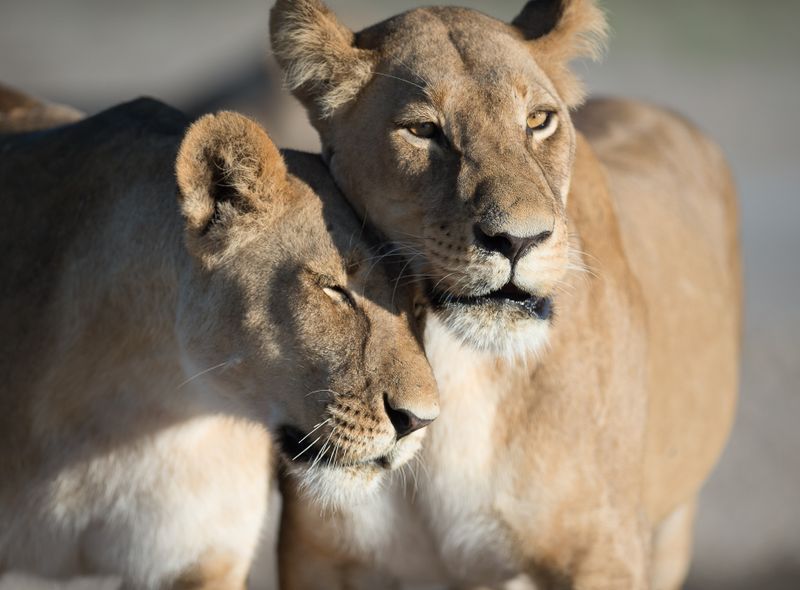 Botswana groepsreis Chobe leeuwinnen