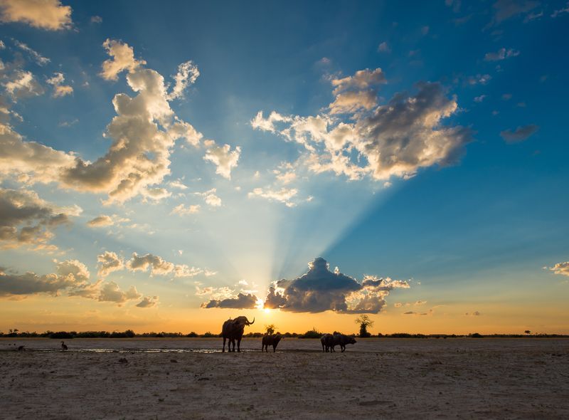 Groepsreis Botswana Savuti buffels bij zonsondergang