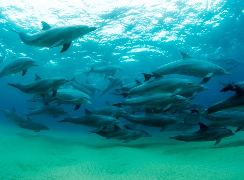 Groepsreis Comfort Mozambique Ponta do Ouro dolfijnen in het wild Sunway Safaris