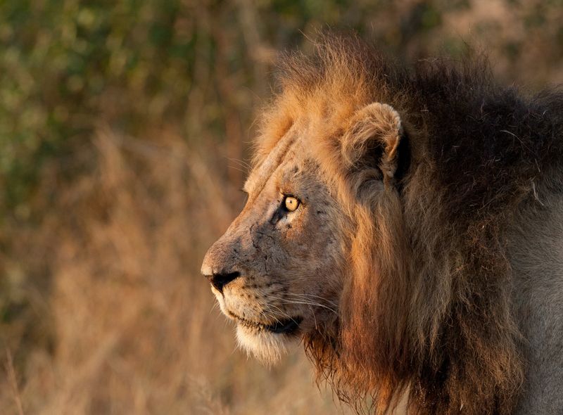 Groepsreis Comfort Sunway Safaris leeuw op safari in Kruger National Park