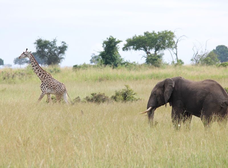 Tanzania - Mikumi - olifant - giraf