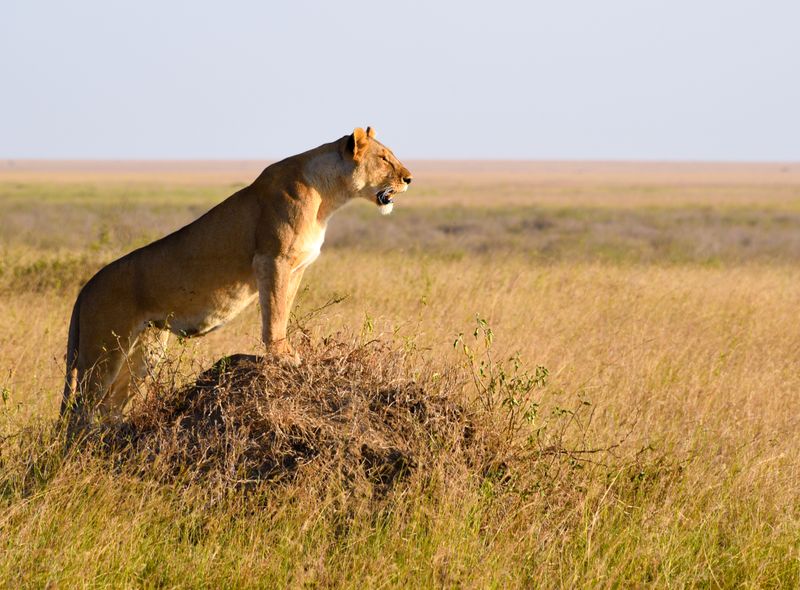 Groepsreis Tanzania safari Serengeti leeuwin