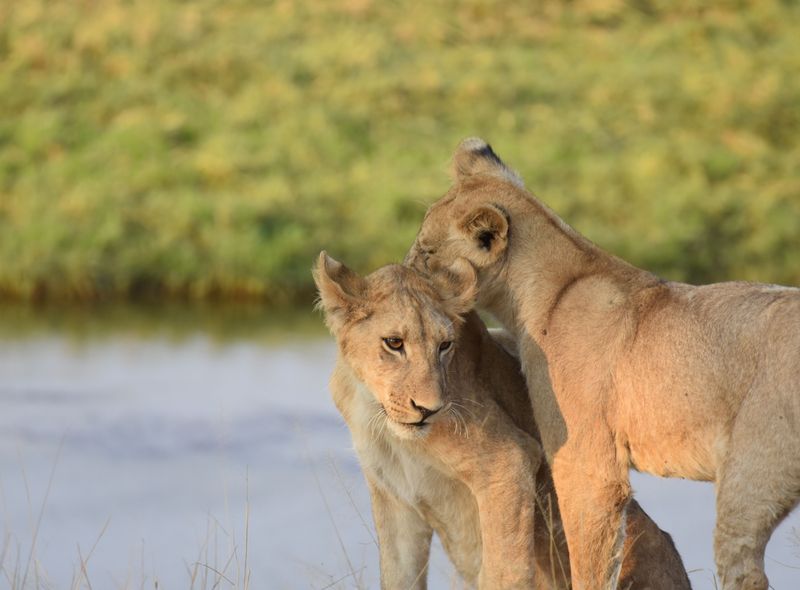 Tanzania - Ruaha NP - leeuwen - rivier