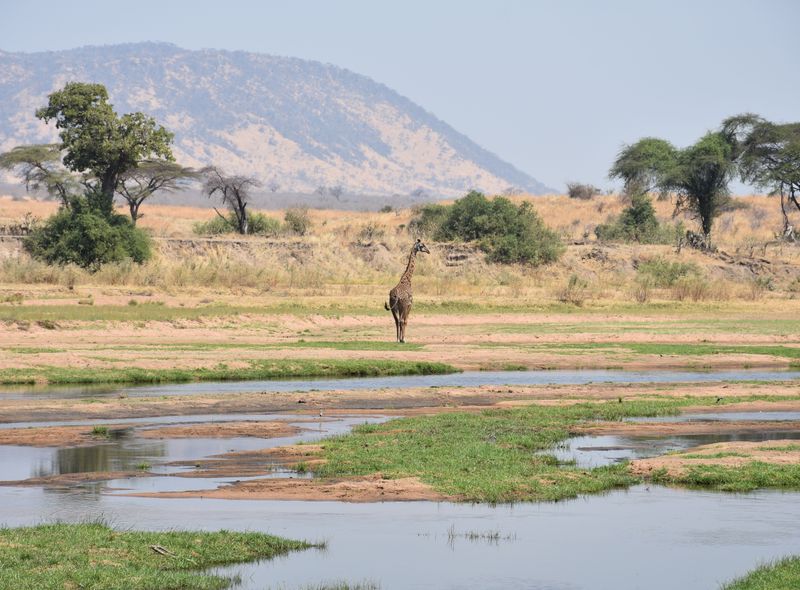 Tanzania - Ruaha NP - giraf
