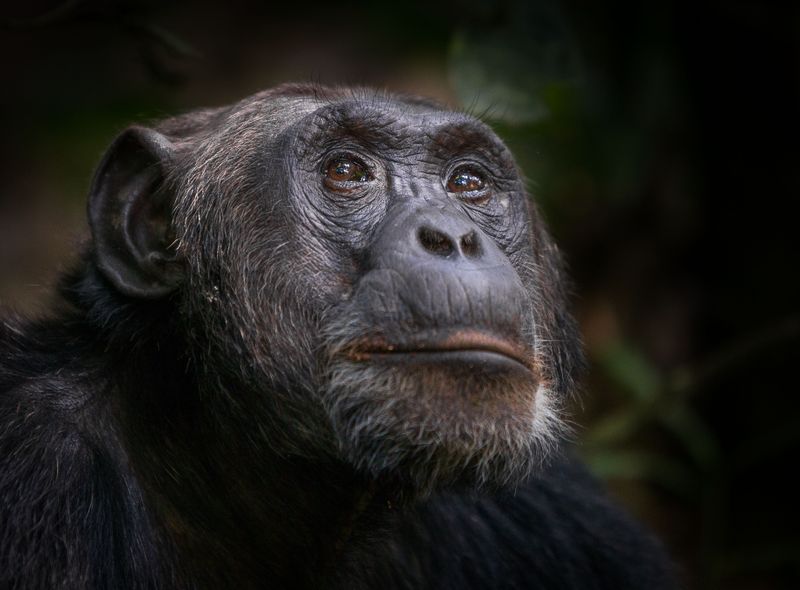 Groepsreis Rwanda &amp; Oeganda chimpansees