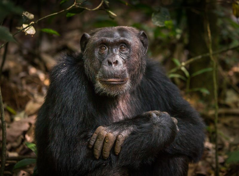 Groepsreis Oeganda chimpansee tracking