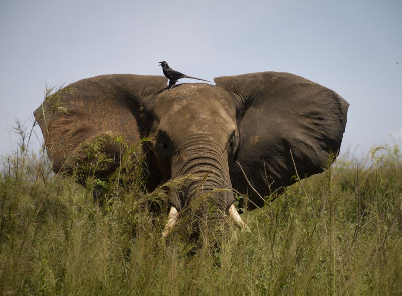 Groepsreis Oeganda safari Murchison Falls