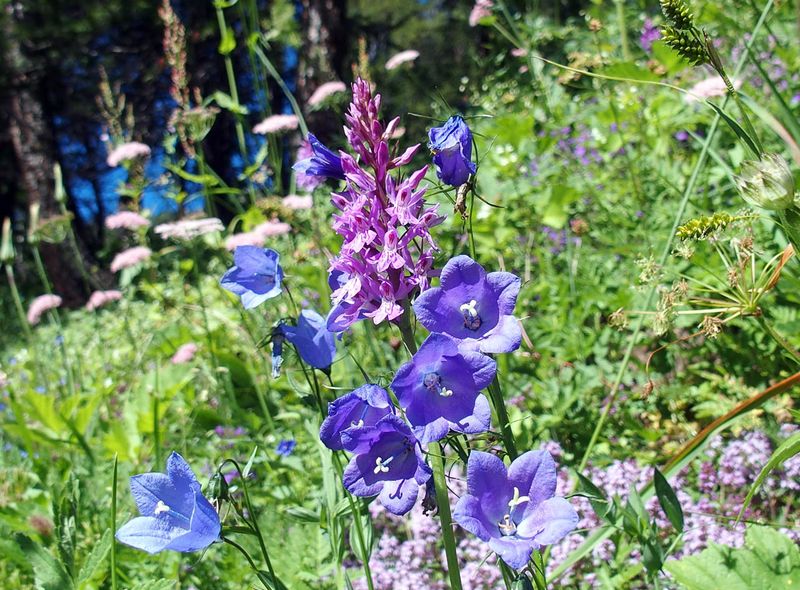Comforttrekking in de Valle del Lys naar de Monte Rosa