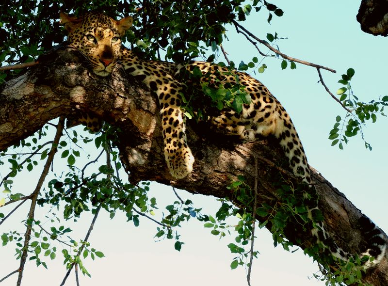 Groepsreis Zuid-Afrika en Lesotho safari luipaard