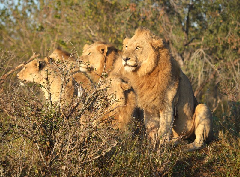 Groepsreis Zuid-Afrika troep leeuwen