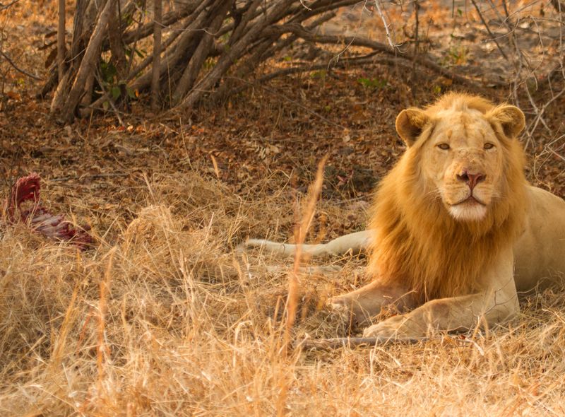 Groepsreis Zambezi South Luangwa safari leeuw