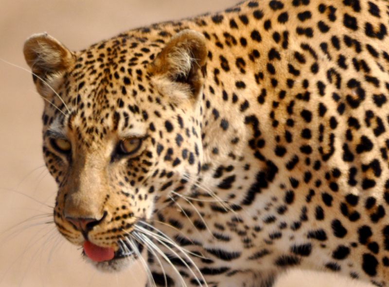 Sofie Sleurs - Kruger