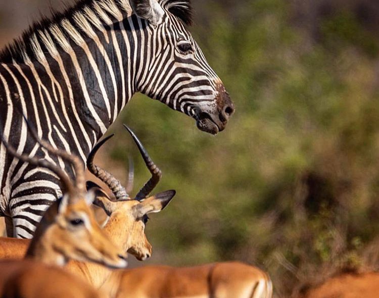 Safari in Krugerpark Sofie Sleurs