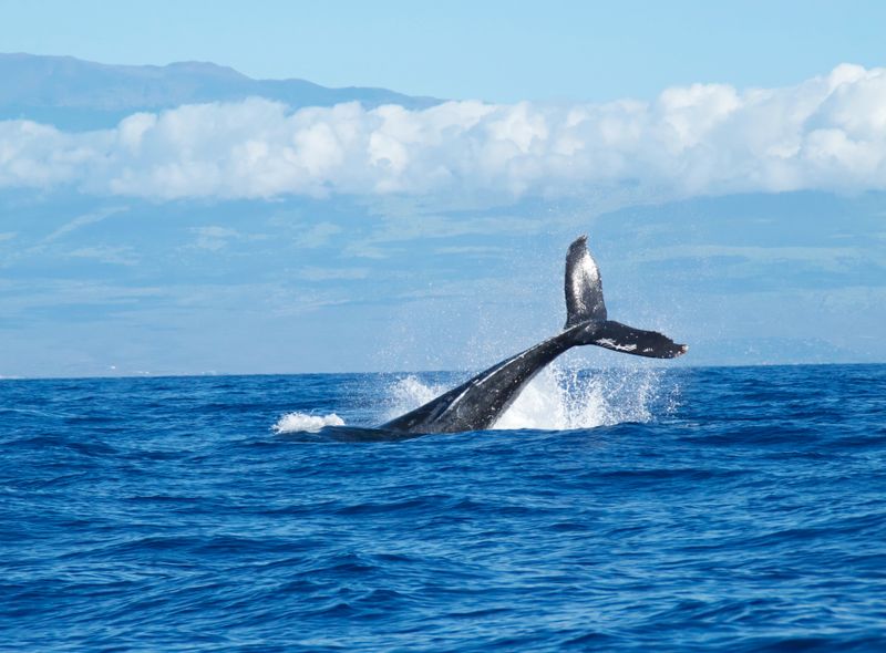 Portugal - Azoren avontuurlijke groepsreis walvis
