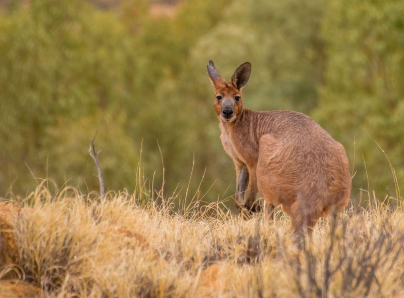 groepsreis Australië