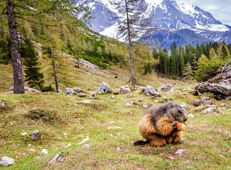 Bachalmse Marmot