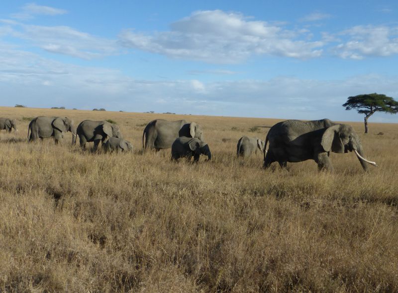 Serengeti safari big 5 tanzania great migration Afrika camp tented lodge