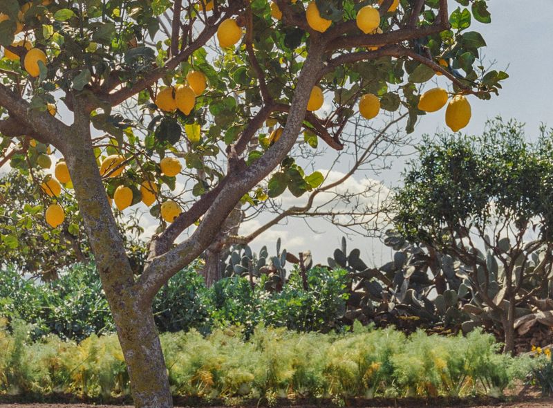 Sentiero dei Limoni