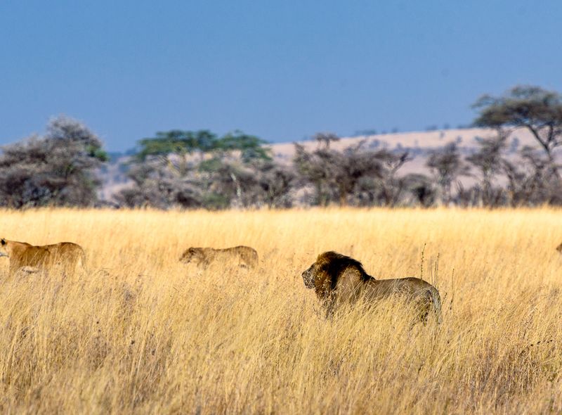 Serengeti