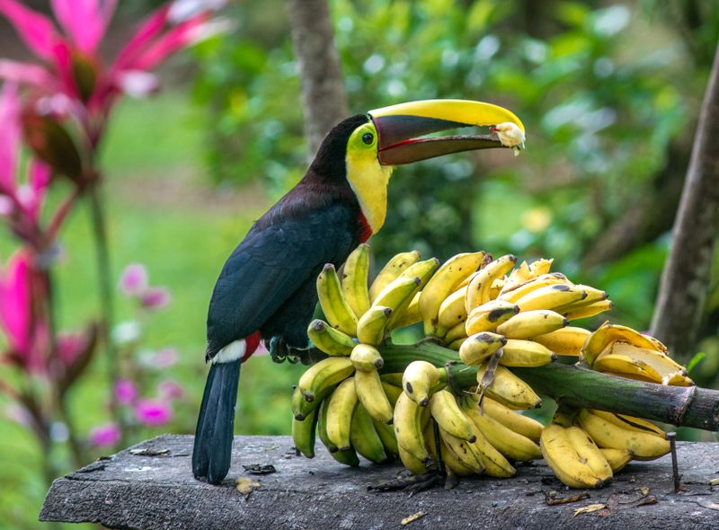 Groepsreis Costa Rica en Panama