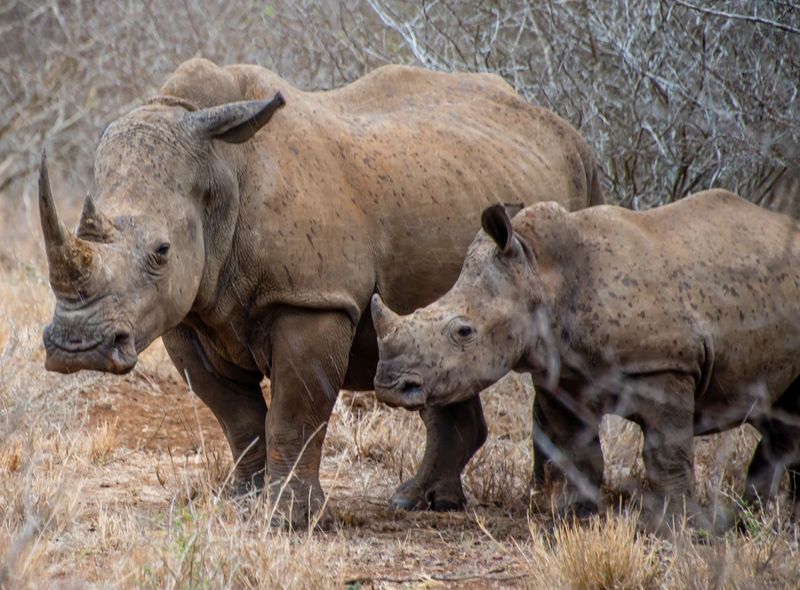 Groepsreis Zuid-Afrika safari neushoorn