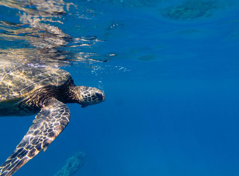 Eén van de vele schildpadden