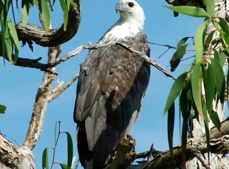 Kakadu NP