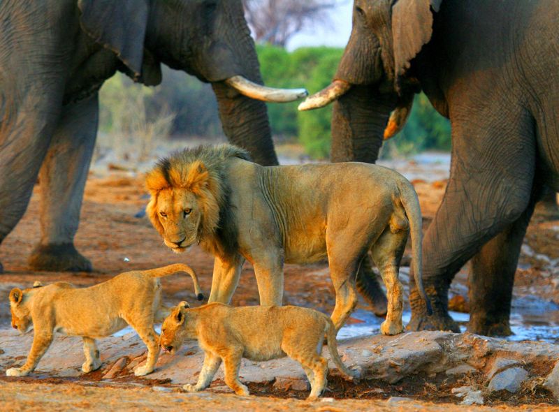 Etosha National Park Namibië Afrika wildlife safari kamperen