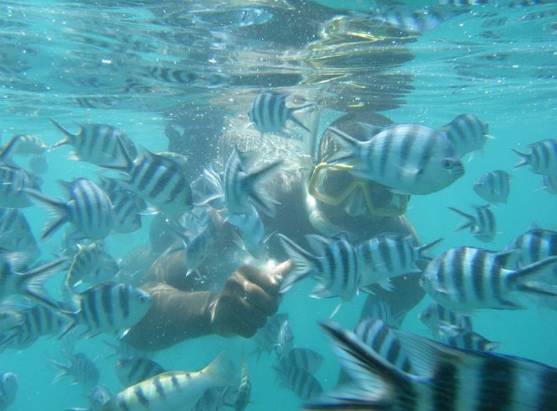snorkelen duiken zanzibar strand vakantie tanzania afrika
