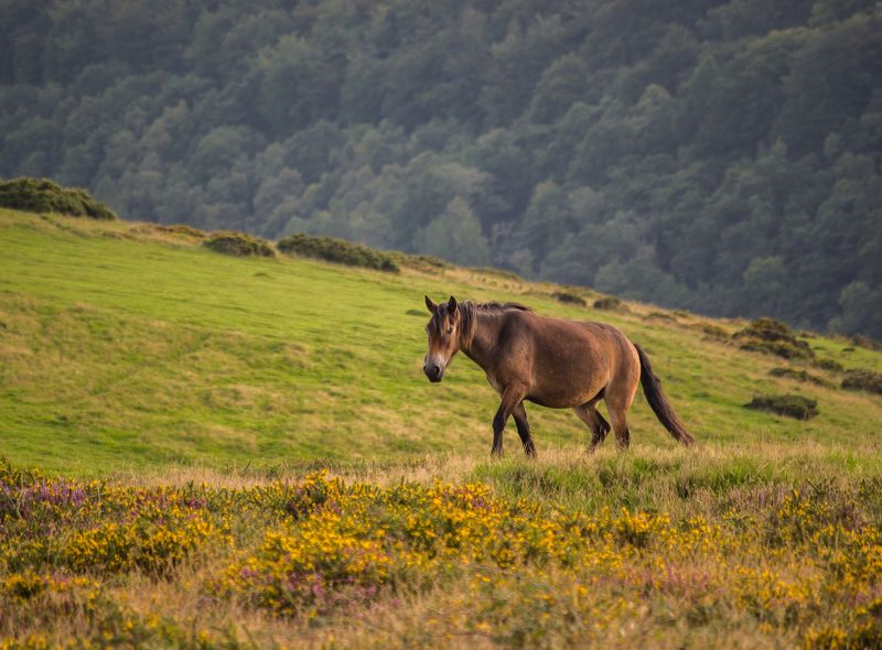 Exmoor national park