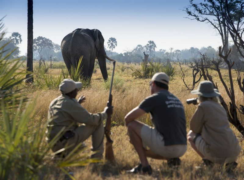 Op safari in de Okavango Delta, Khwai en Moremi Game Reserve.