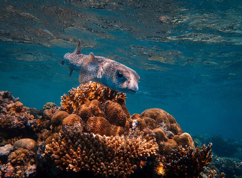 Groepsreis Egypte snorkelen in de Rode Zee Hurghada